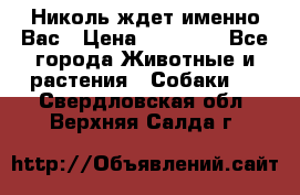 Николь ждет именно Вас › Цена ­ 25 000 - Все города Животные и растения » Собаки   . Свердловская обл.,Верхняя Салда г.